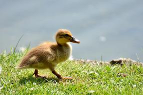 Mallard Chicks Baby