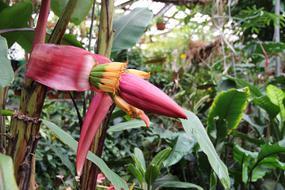 Banana Flower Bloom