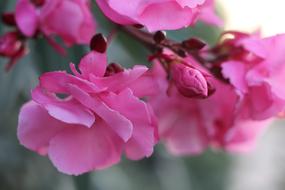 pink flowers on the stem