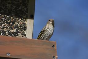 a bird is sitting on the roof