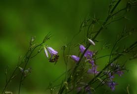 Bee Bellflower Nectar
