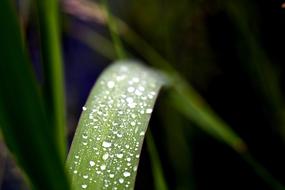 Meadow Grass Dew