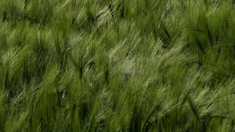 Landscape Nature Agriculture