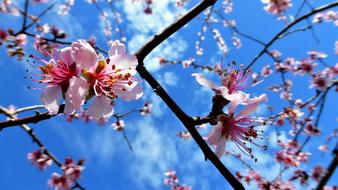 Nature Flower Branch Almond