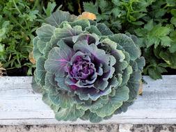 Cabbage Plant Garden
