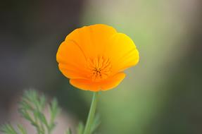 orange flower in the grass