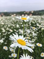 Feverfew White Yellow Paid