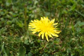 Dandelion Flower Close Up