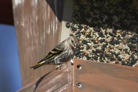 Nature Bird Outdoors