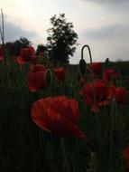 Poppy Abendstimmung Blossom