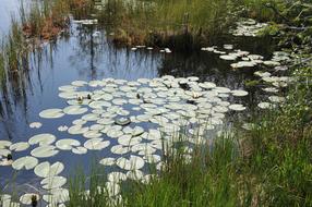 Nature Waters Palùlonga