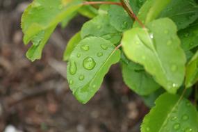 Leaves Drops Macro Of