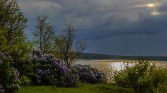 Nature Tree Landscape