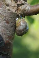 Snail Nature Tree