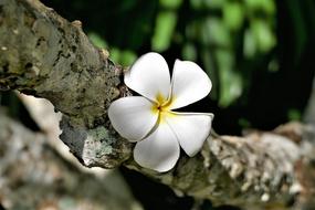 Flower Plumeria Alba Frangipani
