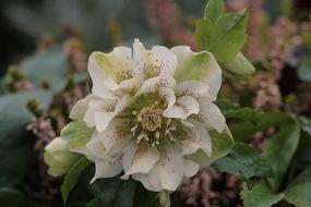 Flower Nature Plant