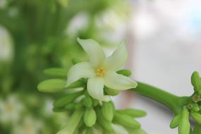 Flower Green White