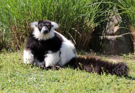 Nature Animal Animals