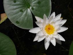 Lotus Flower Plant