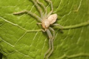 Spider Nature A Spider-Like Insect