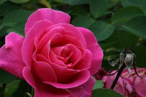 Rose Plants Flowers