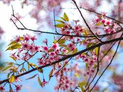 Sakura Giant Tiger Muangthai