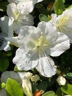 Flower Raindrops Petal