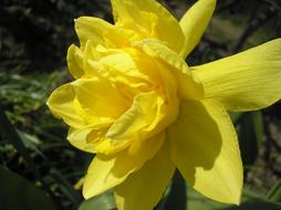 Narcissus Nature Flower