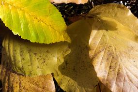 Autumn Beech Leaves
