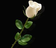 flower leaf plant nature floral