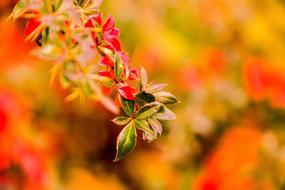 Nature Leaf Bright