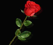 flower leaf rosa plant nature