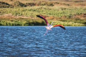 Greater Flamingo In Flight