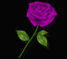 flower leaf plant nature petal