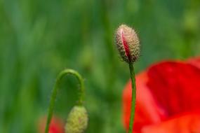 Poppy Klatschmohn Bud