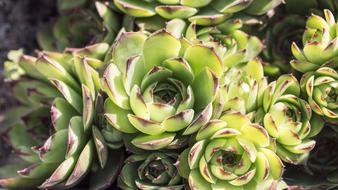 Cactus Garden Spring