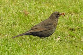 Blackbird Female Worm