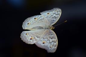 Argus Common Blue Nature