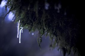 Jura Fir Snow