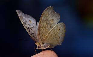 Argus Common Blue Butterfly