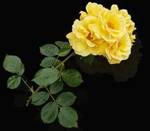 Flower Rosa Petal