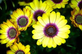 Flower Plant Nature