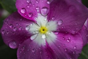 Flower Water Drops Purple