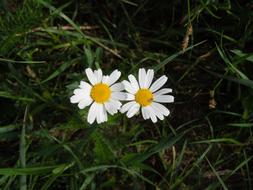 the flower is white and gorgeous