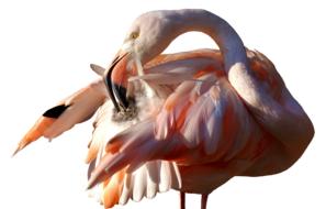 Flamingo Bird Colorful Tierpark