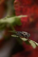 Insect Nature Outdoors