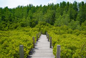 Golden Field Rayong Thailand