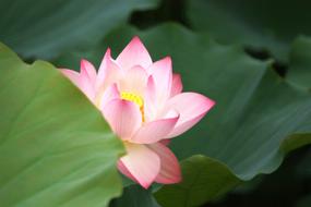 Lotus Plant Foliage
