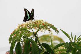 a butterfly with a beautiful color