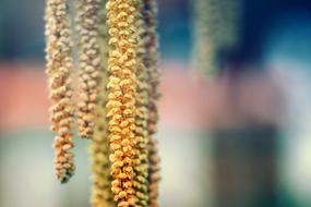 long plants on the tree